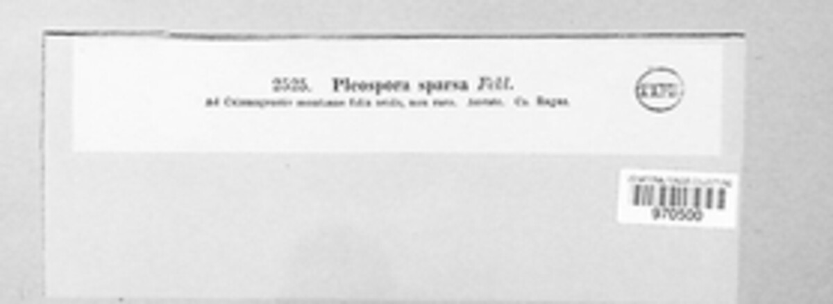 Phaeosphaeria sparsa image
